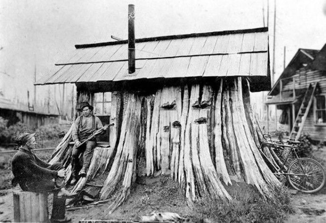 Кедровый пень, приспособленный под дом. 1901 год. | Фото: boingboing.net. Кедровый пень приспособленный под дом 1901 год Фото boingboingnet
