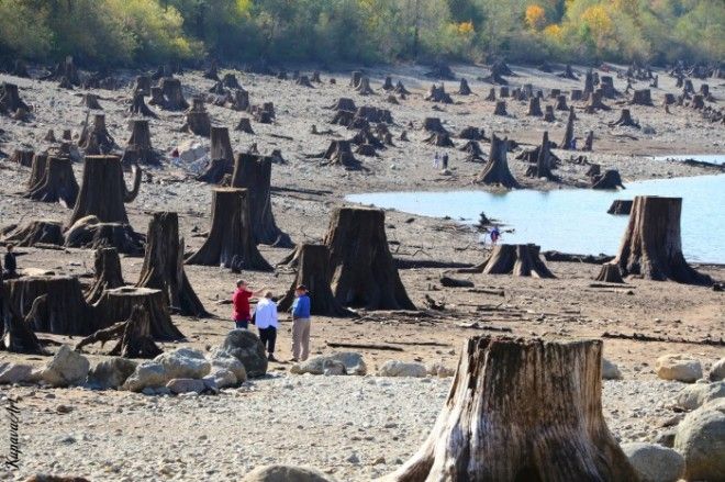 Пни деревьев, срубленных больше века назад. Озеро Ратлснейк, штат Вашингтон. | Фото: i-am-kupava.livejournal.com. Пни деревьев срубленных больше века назад Озеро Ратлснейк штат Вашингтон Фото iamkupavalivejournalcom
