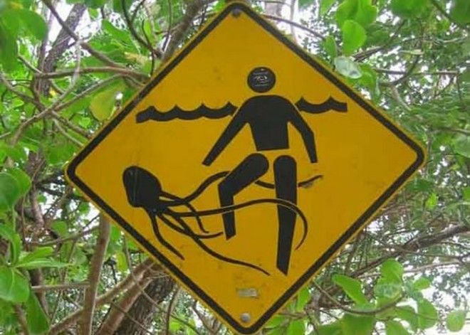 Курьёзный знак: «Осьминоги-людоеды». Курьёзный знак Осьминогилюдоеды