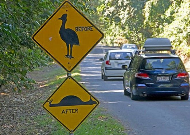 Курьёзный знак: «Жизнь казуара». Курьёзный знак Жизнь казуара