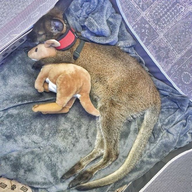 Домашние питомцы и мягкие игрушки