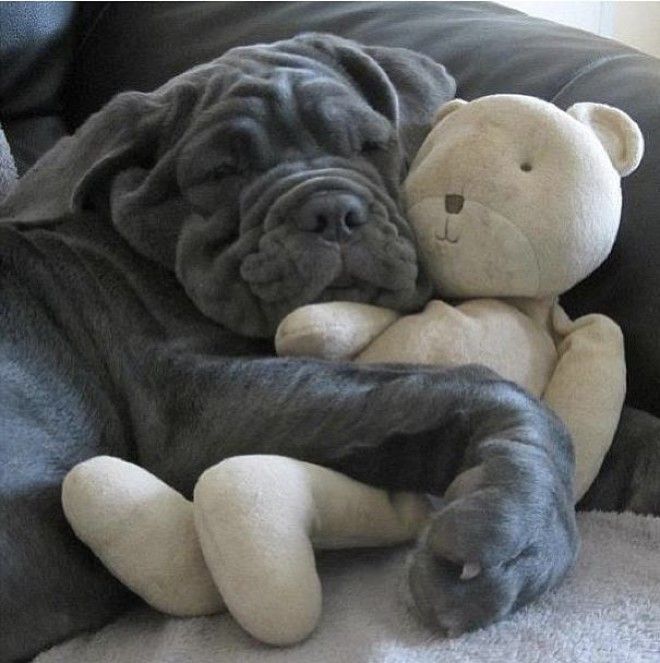 Домашние питомцы и мягкие игрушки