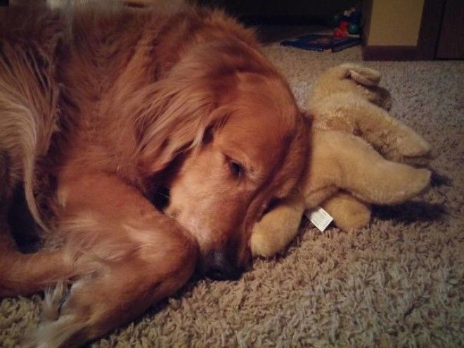 Домашние питомцы и мягкие игрушки