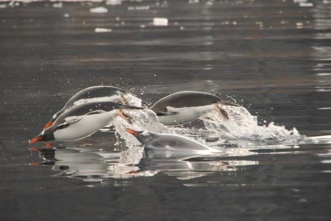 Про туризм на Антарктиду Это возможно