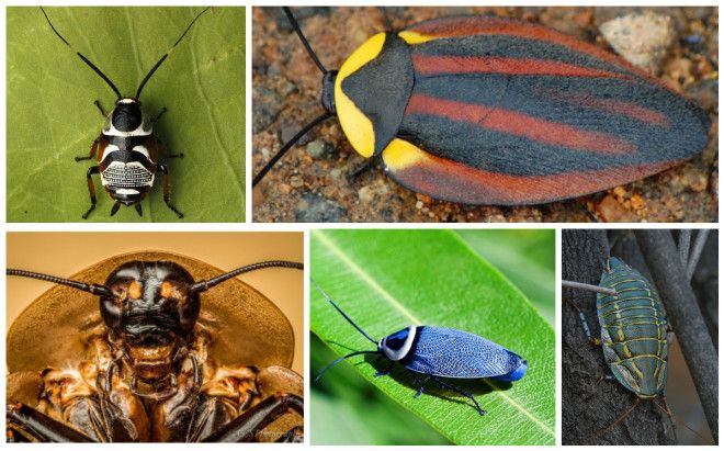 Таракан Таракан Тараканище Он рычит и кричит и усами шевелит