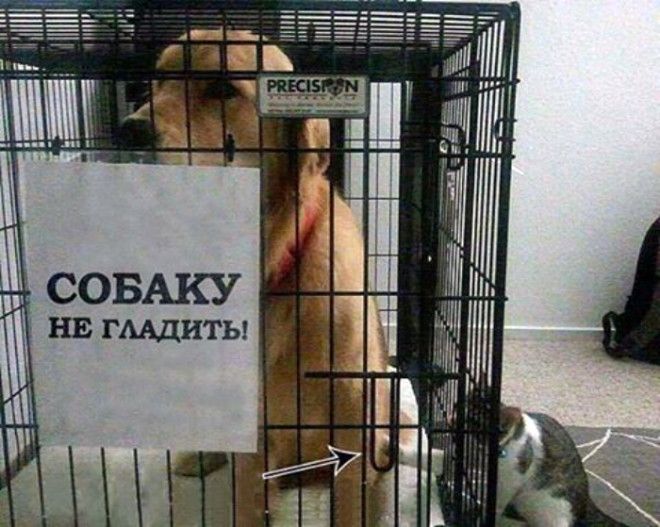 Кот бунтарь