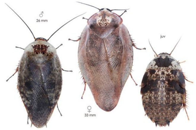 Таракан Таракан Тараканище Он рычит и кричит и усами шевелит