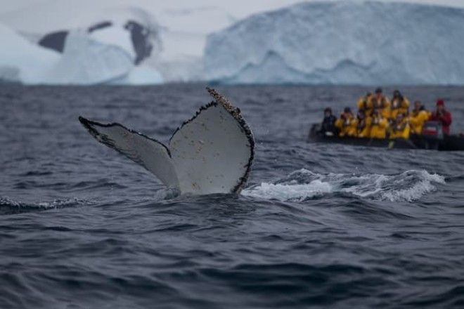 Про туризм на Антарктиду Это возможно
