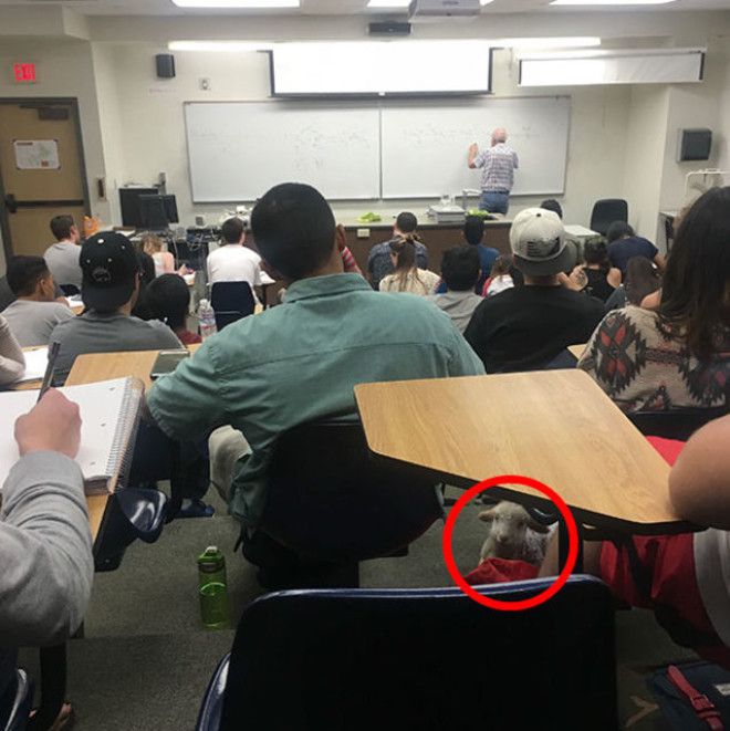 Фотографии со скрытыми сюрпризами которые не только рассмешат но и удивят