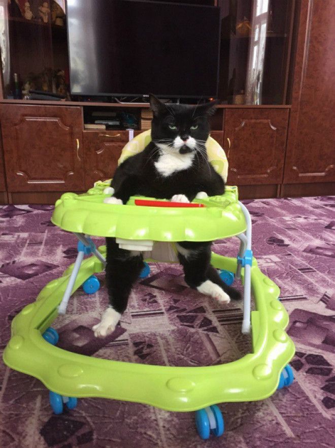 Веселье с котиком