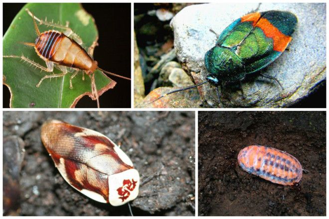 Таракан Таракан Тараканище Он рычит и кричит и усами шевелит