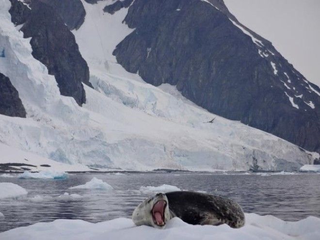 Про туризм на Антарктиду Это возможно