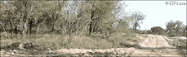 Живая природа