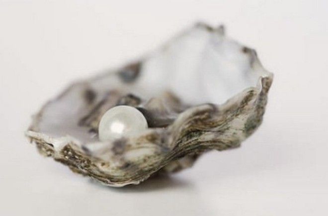 Устрицы удачу приносящие