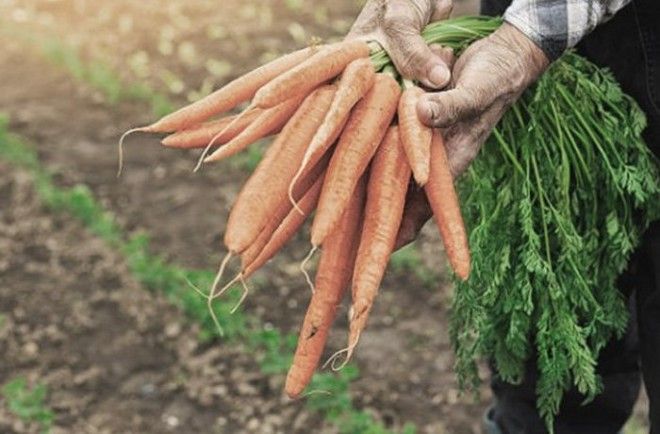 И в морковке можно найти кольцо если очень повезёт