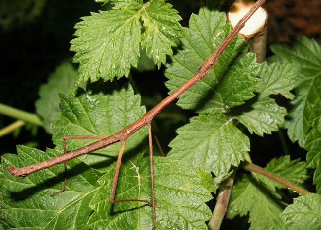 40 шокирующих фото о том как животные умеют маскироваться