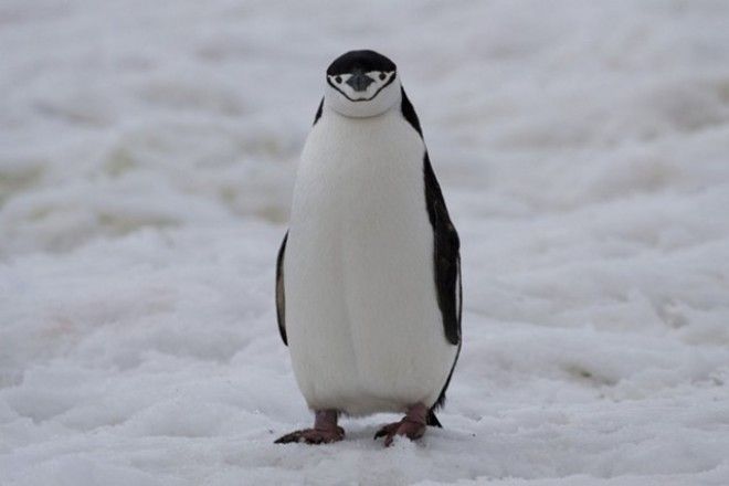 Десятка глупых поступков которые совершали туристы 