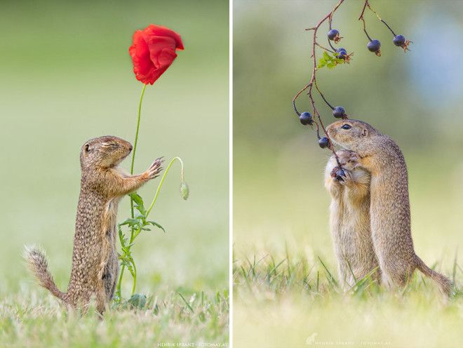 Суслики самые трогательные существа на свете