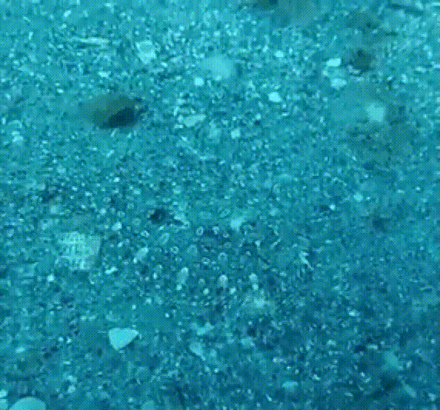 40 шокирующих фото о том как животные умеют маскироваться