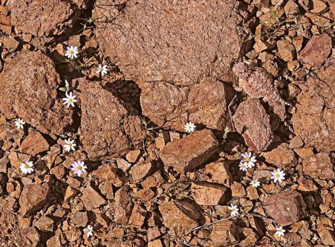 40 шокирующих фото о том как животные умеют маскироваться