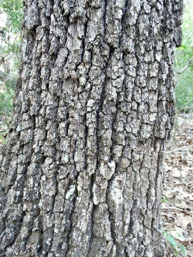 40 шокирующих фото о том как животные умеют маскироваться