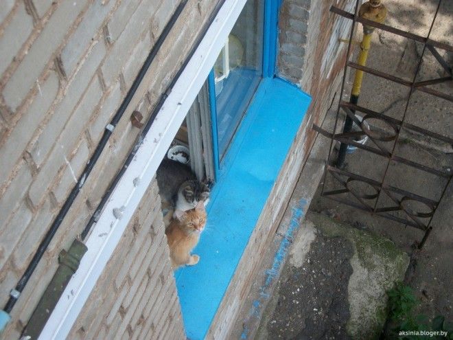 Картинки по запросу любопытные соседи