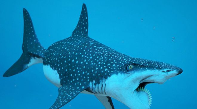 Геликоприон Побаиваетесь акул? Тогда геликоприон может стать вашим самым мрачным кошмаром.&nbsp; Вместо нижней челюсти рыбка имела нечто схожее с циркулярной пилой. В длину геликоприон вырастал до 12 метров, а диаметр зубной спирали доходил до 90 сантиметров.