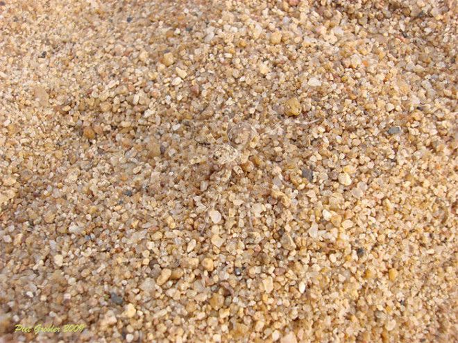 40 шокирующих фото о том как животные умеют маскироваться