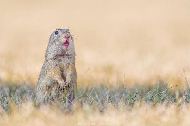 Суслики самые трогательные существа на свете