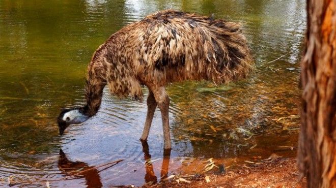 5 смешных и невероятных фактов из истории Австралии