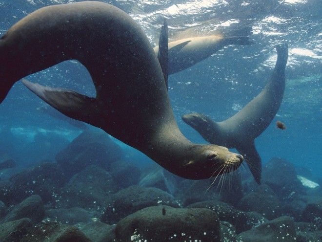 galapagosislandshc8df8andxnews