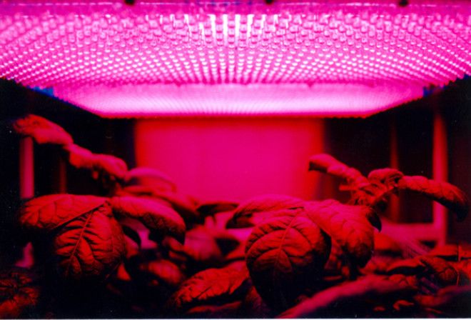 ledpanelandplants