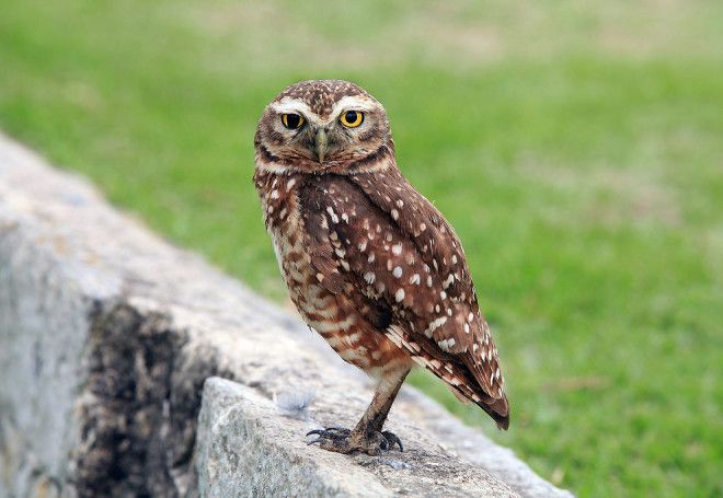 10 птиц с самыми необычными защитными механизмами защита птицы