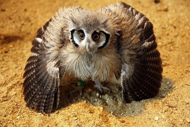 10 птиц с самыми необычными защитными механизмами защита птицы