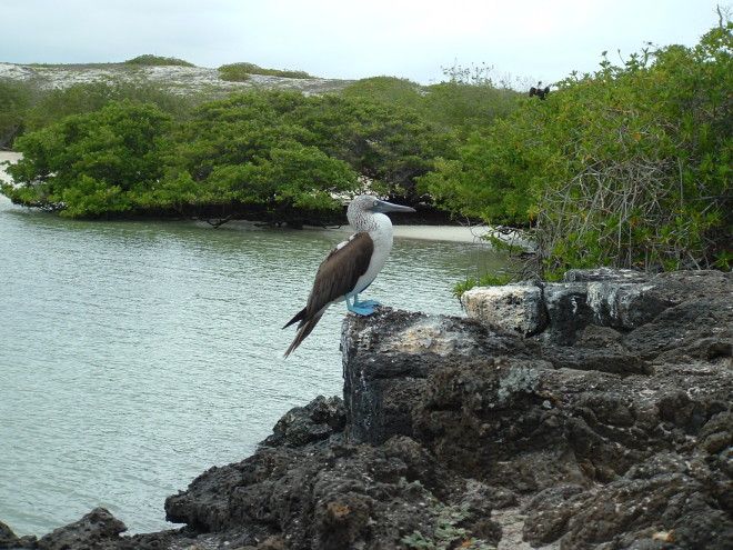 piqueropazul