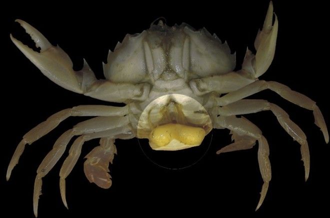 12 удивительных паразитов способных управлять поведением своих хозяев