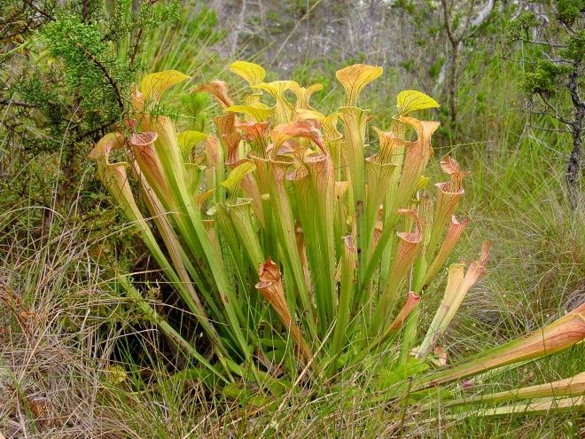 sarracenia