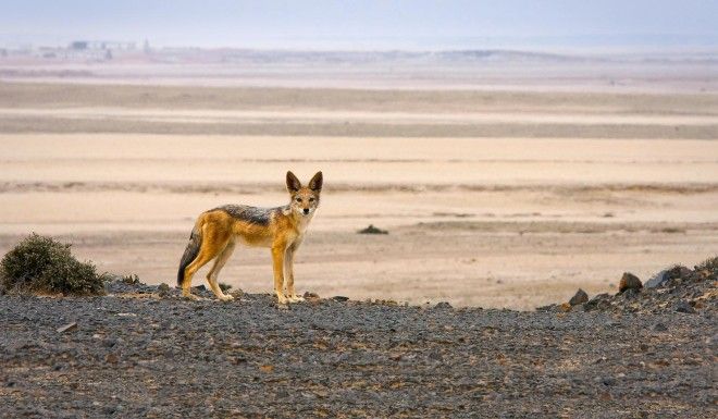 уникальный парк Берег скелетов уникальный парк Берег скелетов