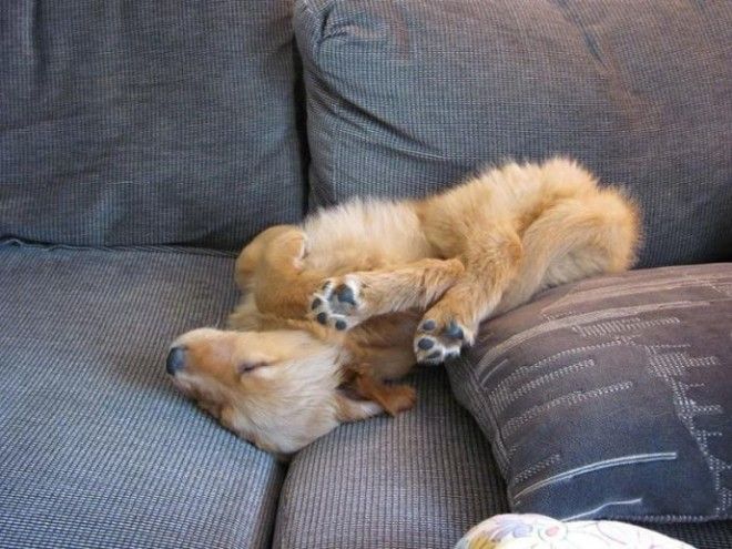 sleepydogs22