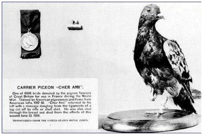 Загадка века Как почтовые голуби находят дорогу