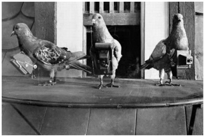 Загадка века Как почтовые голуби находят дорогу