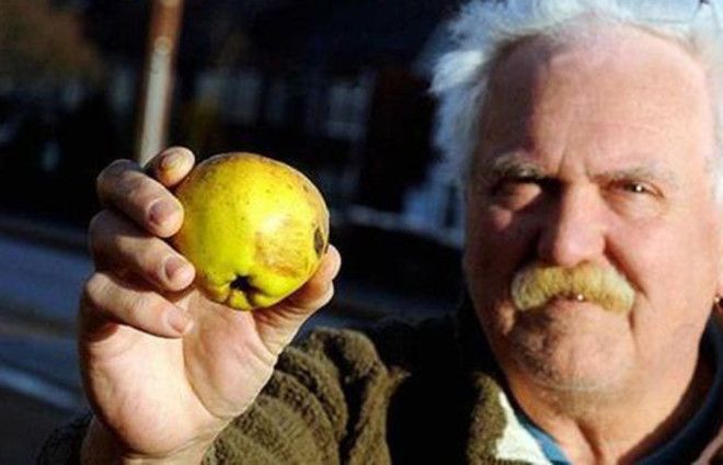 Фруктовая радуга Англия 2011 Очередной необычный дождь прошел над Ковентри с неба на испуганных горожан посыпались яблоки в огромных количествах Людям пришлось прятаться под деревьями а некоторые даже залезли под днища машин ведь яблоки довольно тяжелые