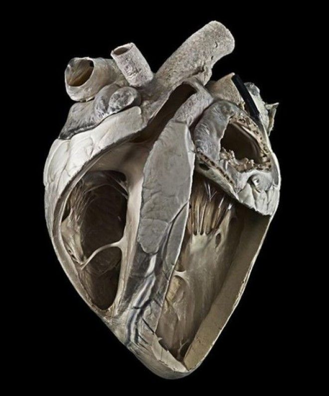 18 удивительных фото из мира науки