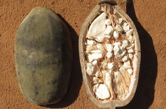 Удивительные суперпродукты будущего которые можно попробовать прямо сейчас