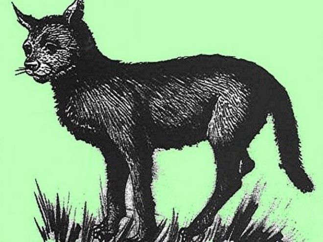 10 удивительных мошеннических экспедиций и открытий