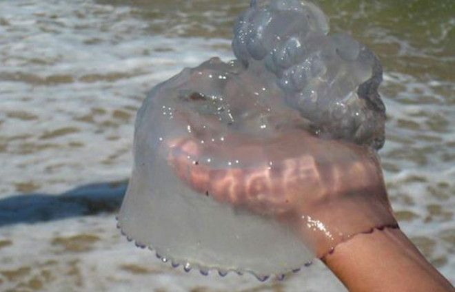 Медузы с неба Токио 1998 Сложно представить себе чтото более отвратительное чем дождь из медуз Склизские создания засыпали улицы Токио в 1998 году и местному муниципалитету пришлось очень долго очищать дороги от несчастных медуз