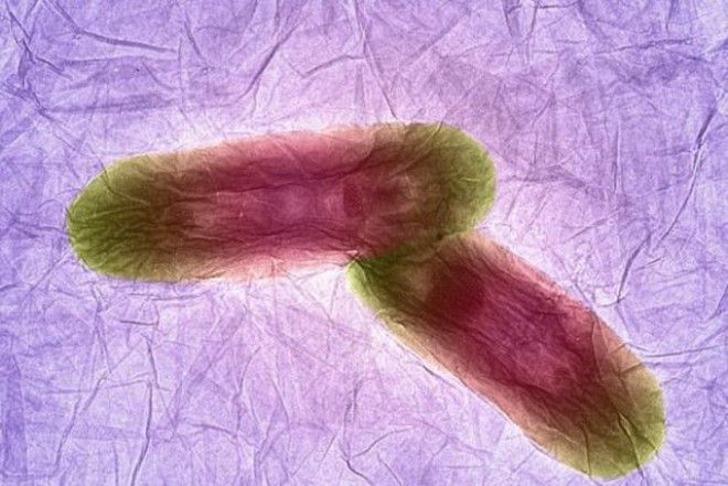 18 удивительных фото из мира науки