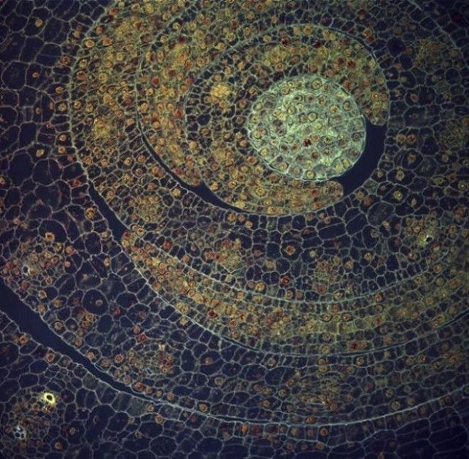 18 удивительных фото из мира науки