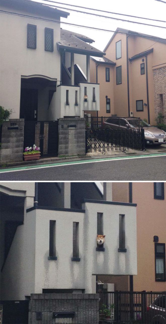 funny-dogs-sticking-heads-through-fences-18-57a2fefd33c32__700