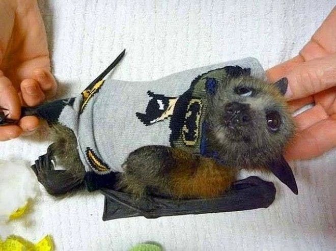 24 очаровательных фото летучих мышей которые вылечат вас от хироптофобии